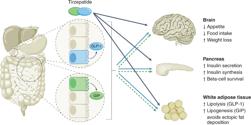 Tirzepatide Work Tirzepatide Work